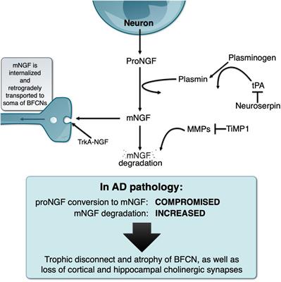 The Brain NGF Metabolic Pathway in Health and in Alzheimer’s Pathology